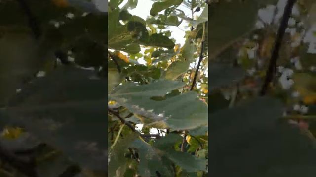 Обрезка и укрытие инжира на зиму 2 смотреть онлайн