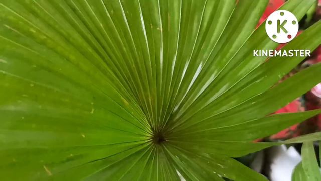 Palm Plant varieties@gardeningwithgeetkumar