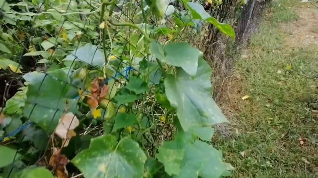 Огуречная клумба без заморочек. Вкуснейший салат из перезревших огурцов.