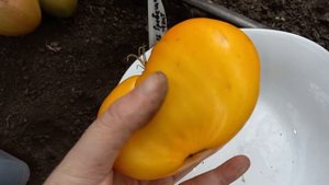 Томат Гребешки желтые вас удивит медовым вкусом, огромным урожаем, а еще он очень полезный