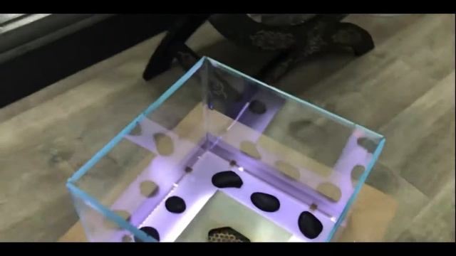 Биокамин Impulse c подсветкой LED, Zefire смотреть онлайн