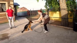 Первая дрессировка щенка. Часть 1