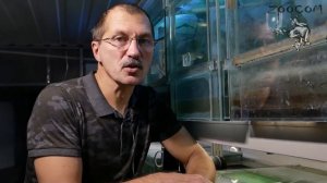 Размножение Причудливой квакши. Удастся ли? Cruziohyla craspedopus engl subt