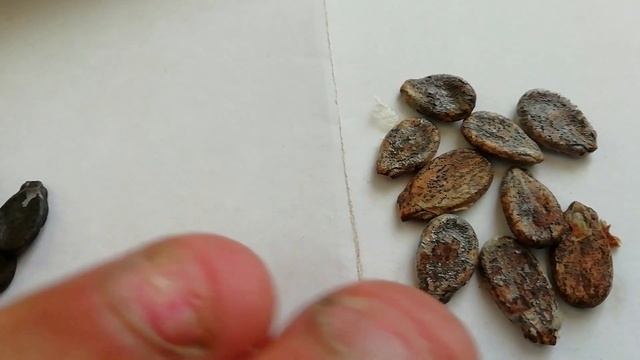 Астраханский арбуз. Выращивание арбузов на приусадебном участке. Как вырастить вкусный арбуз. смотреть онлайн