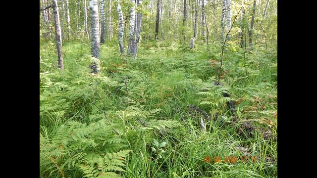 Ездим на болото за черникой и брусникой. смотреть онлайн