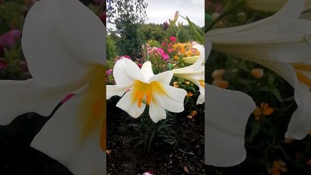 Белая лилия.?