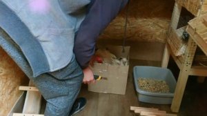 Купил 10 куриц и петю). Накрываем выгул сеткой и заселяем курятник. Часть 10