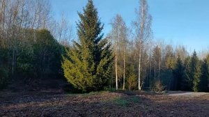 Оставьте Сосны, Ёлки и Сосны на участке  Вырубка спил и расчистка участка