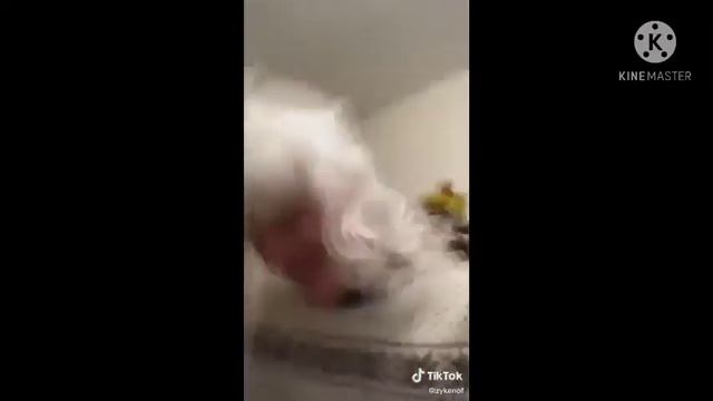 (конец 2019– начало 2020 года) 20 ВАЙНОВ С ЗЫКЕНЫМ часть 5 смотреть онлайн