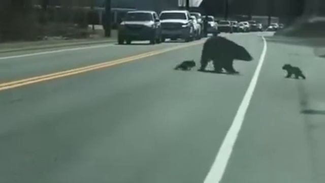 Мама Медведица переводит своих медвежат смотреть онлайн