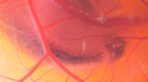 ДЕНЬ 12 - ЗАРОДЫШ ЦЫПЛЕНКА В СТАКАНЕ (Перья!)