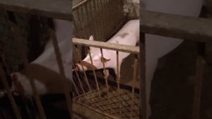 сколько весит поросенок в 4 месяца