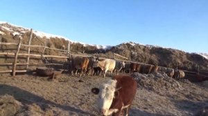 Сколько лет можно держать Корову? Огонь с трубы!