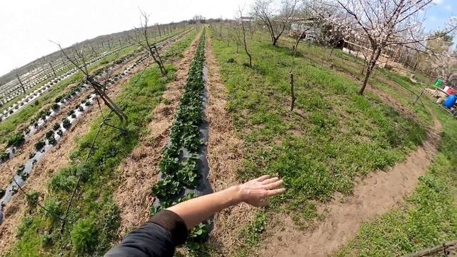 Клубника гербицид против сорняков ?