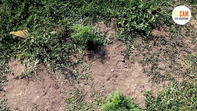 ⚠️ Это произойдет с любым септиком! Отвод кухонных стоков своими руками смотреть онлайн