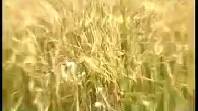 Живая вода Краснова ч 1 ТОЧКА ОПОРЫ1086 смотреть онлайн