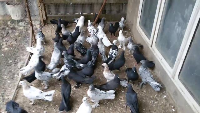 Бойные бойные бакинские голуби . 89187389403 смотреть онлайн