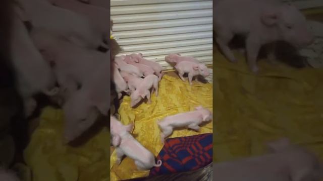 Кормление суточных поросят без свиноматки. смотреть онлайн