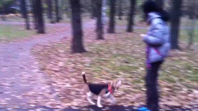 Белочка и свисток смотреть онлайн