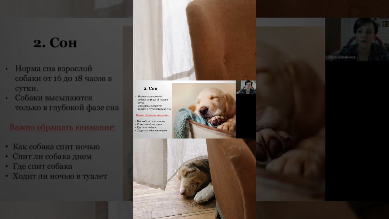 Особенности сна у собак смотреть онлайн