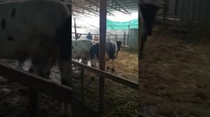 Голштины покрытые Бельгийской бело-голубой