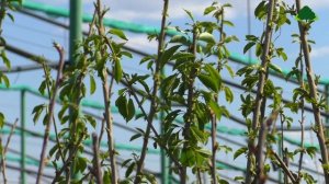 Черешня Коллекция сортов