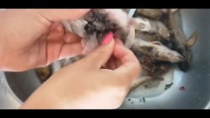 Невероятно вкусные жареные Бычки