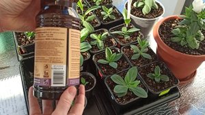 Эустома!! Три месяца, как посеяла!!!