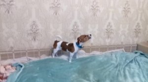 Оперный певец Джек породы Джек Рассел Терьер