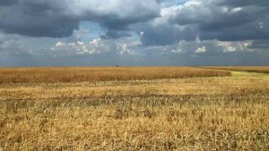 #19 Выращивание и уборка рапса. Капустная моль. Рапс в севообороте.