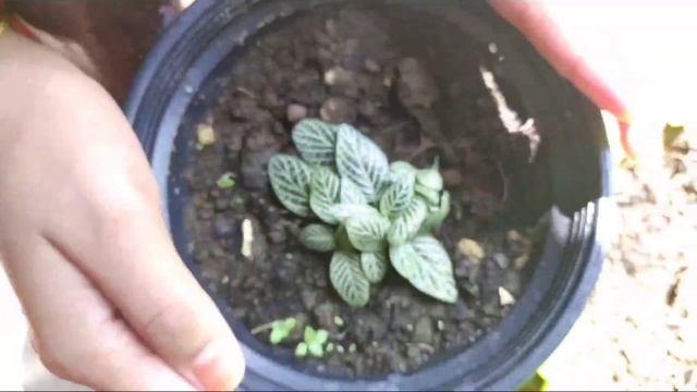 My Home Plant Collection | Fast Growing Hanging Plants | Indoor and outdoor plants | jinuzz vlog |