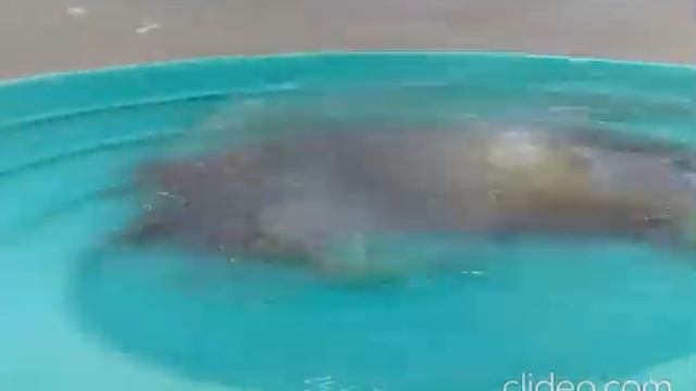 Ispiranje zlata Srbija Mart 2020 - Gold panning Serbia 2020 смотреть онлайн