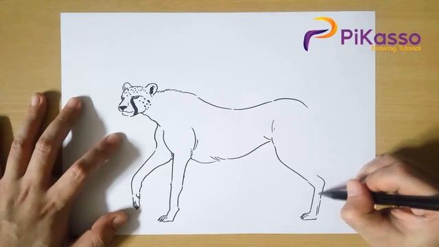 How to Draw Cheetah step by step смотреть онлайн