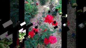 Прекрасные цветы , музыка и природа.mp4