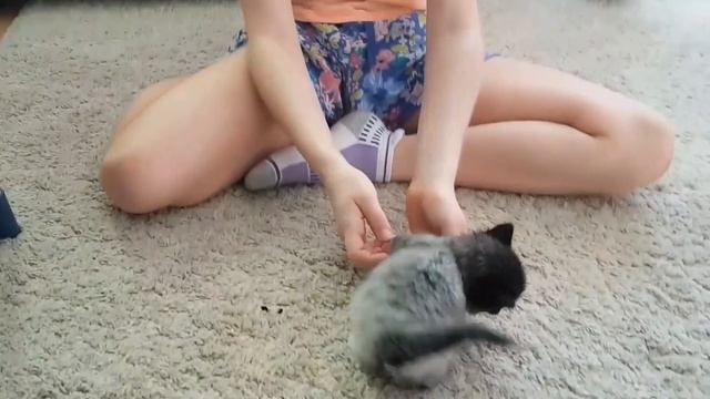 Most Beautiful Kitten.Самый Kрасивый Kотёнок