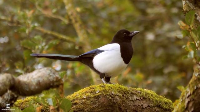 лечебная музыка для сердца и сосудов ? Нежная музыка, успокаивает нервную систему и радует душу смотреть онлайн