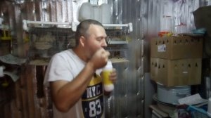 Жидкий помет у Перепелов. Хроники лечения. День 6. Ветом 1.1