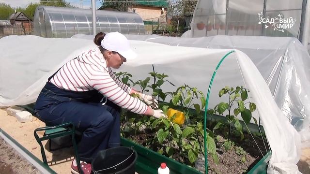 Первая подкормка перцев после высадки в грунт под укрытие в мае.