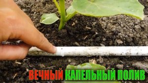 Капельный Полив Теплицы На Даче