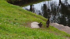 Кинозарисовка .