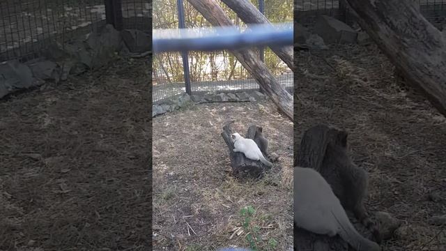 СЛАДКАЯ ПАРОЧКА! Маня ПРИЛИПЛА к Стёпе и не ОТПУСКАЕТ ЕГО / ТАЙГАН смотреть онлайн