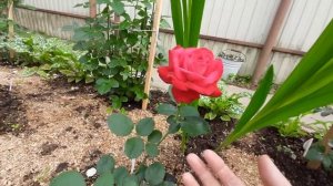 Роза ч.г.Дам де Кер.