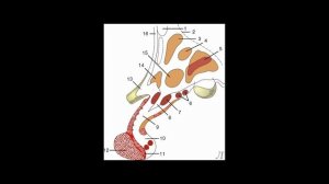 11.15 Подробное разъяснение. Гипоталамус