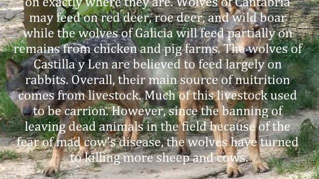 Iberian Wolf (Canis Lupus Signatus) смотреть онлайн