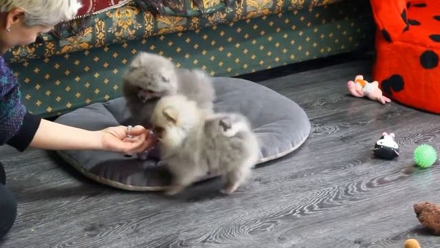 Шпицы Померанские