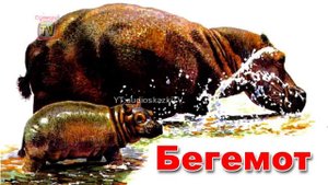 Энциклопедия для детей. Буква Б. Бегемот. Encyclopedia for Children