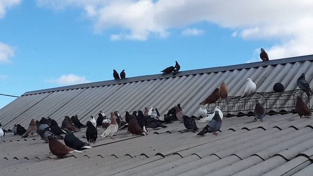 Голуби мелитопольские, николаевские, кировоградские, донецкие 4 марта 2022 г. смотреть онлайн