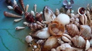 панно из ракушек выполнила  валентина