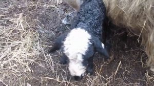 Овцы нашего двора. Окоты.