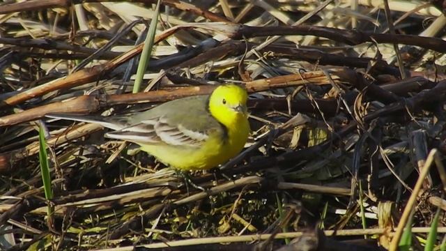 ЖЁЛТОГОЛОВАЯ ТРЯСОГУЗКА смотреть онлайн